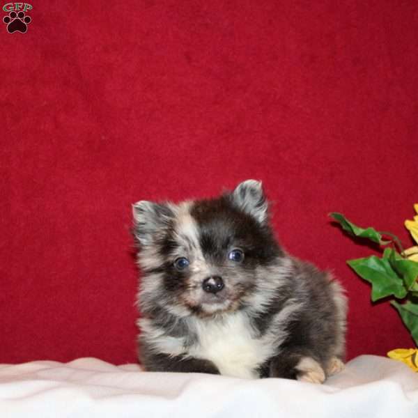 Tafeeta, Pomeranian Puppy